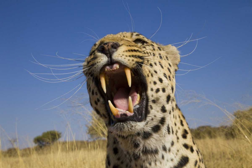 Africa, Namibia Leopard snarling